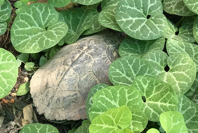 A turtle amid some plants at Meadow Montessori School