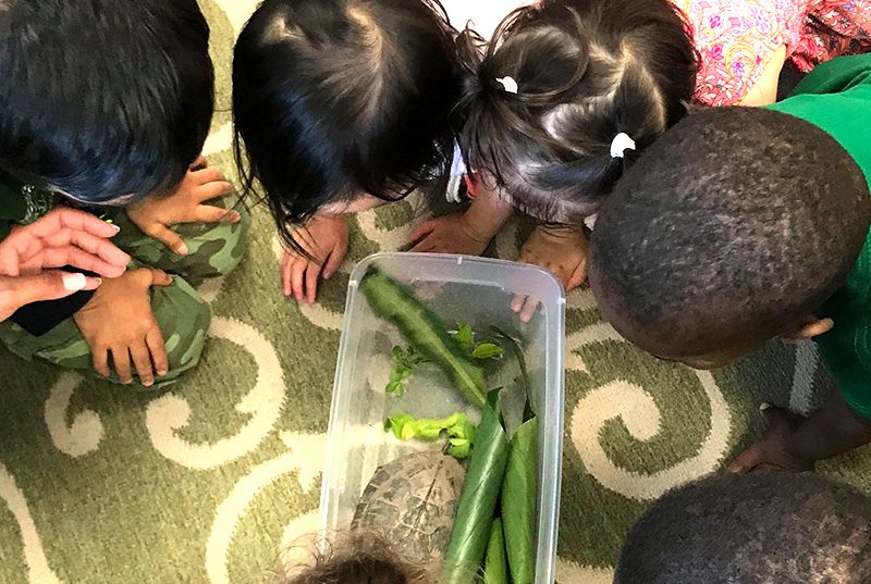 Students from Meadow Montessori School looking at Turtles and leaves