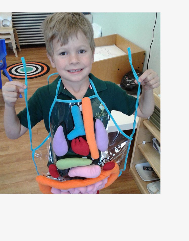 A smiling child with an apron depicting internal organs