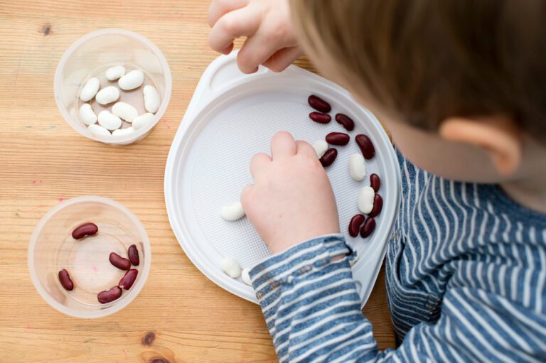 Young boy sorting kidney beans into little cups